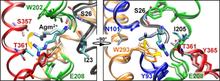 Figure 5. Mobility of Agm2+ and its potential interaction with Glu-208−.