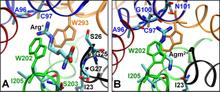 Figure 4. Binding geometries of Arg+and Agm2+ in the absence of Glu-208 protonation observed at the end of 100-ns simulations.