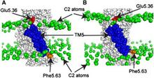 Figure 3. Illustration of hydrophobic adaptation and residual exposure at the molecular level. (A) A snapshot from the MD trajectory of rhodopsin in the thin diC14:1PC bilayer. TM5 is shown in blue, and two residues (Glu-5.36 and Phe-5.63) are highlighted. (B) A snapshot of rhodopsin in the thick diC20:1PC bilayer. The diC20:1PC bilayer thins near Glu-5.36, which substantially reduces its exposure to the hydrophobic core of the bilayer, thus showing hydrophobic adaptation. Phe-5.63 remains unfavorably exposed to the polar environment in the thin diC14:1PC bilayer but not in the thick diC20:1PC bilayer. Thus, Phe-5.63 contributes to residual exposure energy penalty at TM5 for rhodopsin in diC14:1PC. The residual exposures are computed over the course of the MD trajectory.