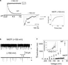 Figure 3. C-type inactivation in W67F mutant. (a) Normalized macroscopic currents in W67F mutant show a slower inactivation time constant at depolarizing potentials (+150 mV) and a faster time constant at hyperpolarizing potentials (−150 mV, 30.71 ± 17.38 ms), when compared to WT currents (−150 mV, 500 ± 220 ms; +150 mV, 1300 ± 789 ms, left and middle panel). Right panel shows a higher resolution detail of W67F macroscopic current at hyperpolarizing potentials (−150 mV). (b) Representative single channel traces from W67F obtained at pH 4 and ± 150 mV, under symmetric 200 mM KCl. The long closed time periods characteristic of inactivation are present at hyperpolarizing potentials (bottom, −150 mV) but absent at depolarizing ones (top, +150 mV). (c) Comparison of the time constant of inactivation shows that W67F (square) inactivates much faster at less depolarizing and hyperpolarizing potential in asymmetric conditions than WT KcsA (circle). Data shown are means ± SD n > 10.