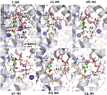 Figure 3. Succession of events leading to HP2 opening, solvation of the binding site and spontaneous release of a sodium ion in subunit B, MD1.