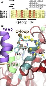 Figure 5. TMD-coupling motifs in MalK.